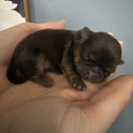 Shih Tzu Puppies from Angela Driver's Shih Tzu