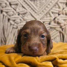 Boy 1 - Chocolate and tan male Dachshund puppy in Romney, Indiana from Brown's Valley Dachshunds