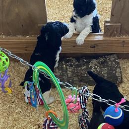 Poodle Puppies from Southern Sunshine Standards