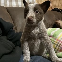 Australian Cattle Dog Puppies from Twisted C Heelers
