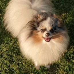 Splash - Pomeranian