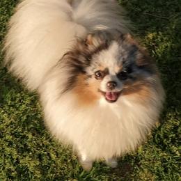 Splash - Pomeranian