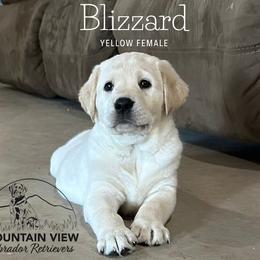 Labrador Retriever Puppies from Mountain View Labrador Retrievers