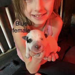 Yellow collar - Blue speckled female Australian Cattle Dog puppy in Saint Albans, Maine from Australian Cattle Cuties and littles