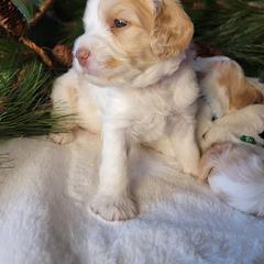 Australian Cobberdog Puppies from Heartland Hills Australian Cobberdogs