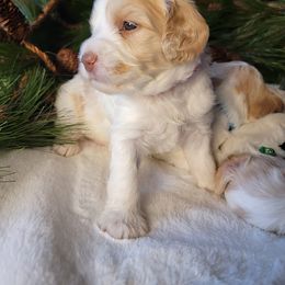 Australian Cobberdog Puppies from Heartland Hills Australian Cobberdogs