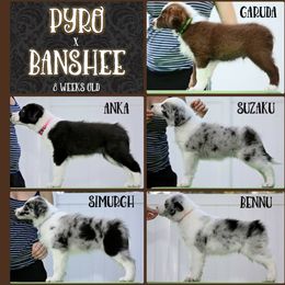 Beauceron and Border Collie Puppies from Beyond Border Collies