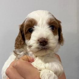 Jake - White male Cavapoo puppy in Pasco, Washington from Beth's Cavapoos