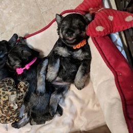 Miniature Schnauzer Puppies from Tymeless Farm