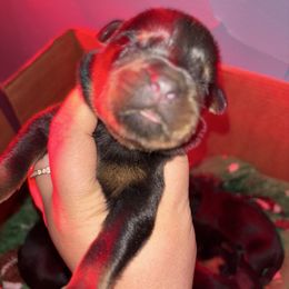 Boy 2 - Black and mahogany male Rottweiler puppy in Detroit, Michigan from Dark Storm Kennels
