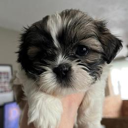 Sophie - Tricolor female Shih Tzu puppy in Reading, Michigan from You Little Shih-tzu’s 😊