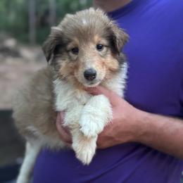 Ms. Teal - Sable female Collie puppy in Tallahassee, Florida from Lampost Kennels