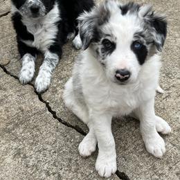 Border Collie Puppies from Roaring River Border Collies