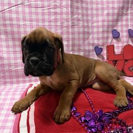 Pink - Fawn female Boxer puppy in Caledonia, North Dakota from Goose River Boxers Co