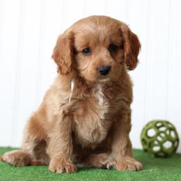 Fern - Apricot male Cavapoo puppy in Springtown, Texas from North Texas Puppies