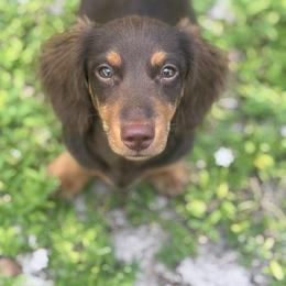Dachshund Puppies from Sawyer’s Teenie Weenies