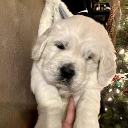Boy 3 - Light golden male Golden Retriever puppy in Osceola, Iowa from Healing Hearts Therapy Goldens