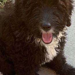 Sheepadoodle Puppies from Riley Grace Puppies