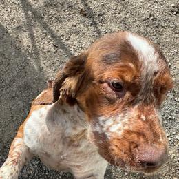 Boomer - English Springer Spaniel