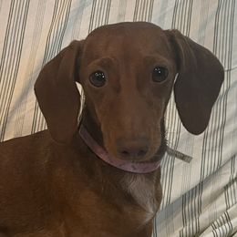 Lu - Dachshund