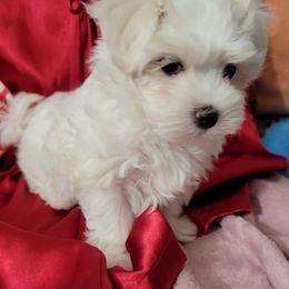 Maltese Puppies from Norma T.'s Maltese