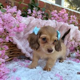 Medium Roast - Cream female Dachshund puppy in Coldwater, Mississippi from Under the Stars Minis