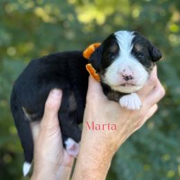 Marta FURNISHED - Tri-color female Bernedoodle puppy in Bellville, Ohio from Bernedoodle Buddies