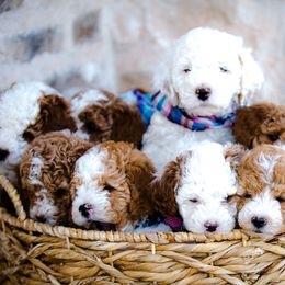 Poodle Puppies from Doodle Puppy Parti
