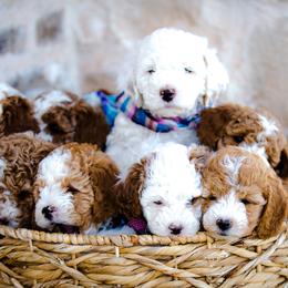Poodle Puppies from Doodle Puppy Parti