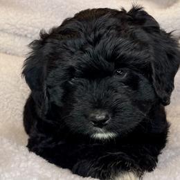 Bernedoodle Puppies from Pleasant Creek Minibernedoodles
