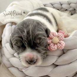 Newfoundland, Newfypoo, and Sheepadoodle Puppies from Sweet Creek Pups