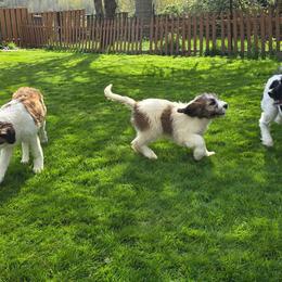 Male saint berdoodle - Mahogany and white male Saint Berdoodle puppy in Castle Rock, Washington from PNW Saint Berdoodles
