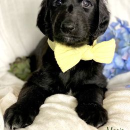 Boy 1 - Afghan Hound puppy in Wamego, Kansas from Swanah