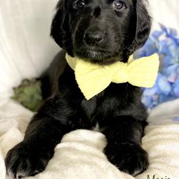 Boy 1 - Afghan Hound puppy in Wamego, Kansas from Swanah