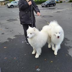 Samoyed All Grown Up from Larajus Samoyeds