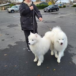 Samoyed All Grown Up from Larajus Samoyeds
