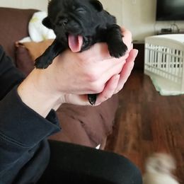 Shih Tzu Puppies from Melissa's World of Shih Tzus