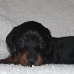 2500 AKC Black and Tan Girl - Black and tan female Dachshund puppy in Arcadia, Florida from JB Dachshunds