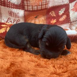 Green - Phantom male Goldendoodle puppy in Medina, Ohio from Farmer Doodles