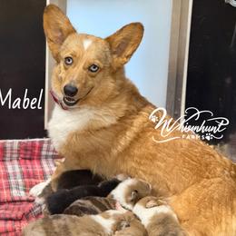 Mabel - American Corgi