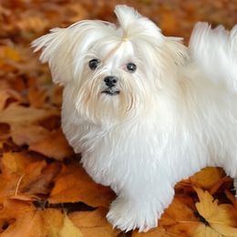 Ruby - Maltese