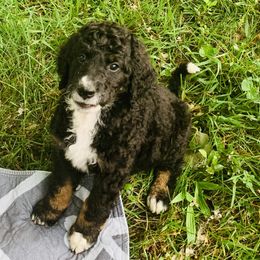 Bernedoodle Puppies from Moose Tracks Bernedoodles