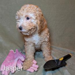 Jasper - Buff male Cockapoo puppy in Sunset, Louisiana from Cano Cockapoos