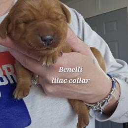 Benelli - Yellow female Labrador Retriever puppy in Sidney, Nebraska from Nebraska Strong Labradors