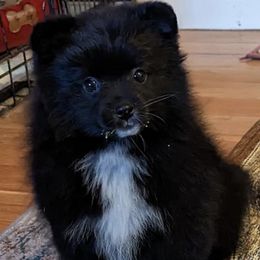 Pomeranians from Kingdom