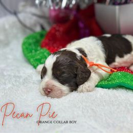 Pecan Pie - Brown white and tan male Cockapoo puppy in Oologah, Oklahoma from Timber Hills Poodles and Doodles
