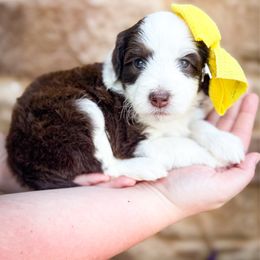 Pineapple - Brown and white female Sheepadoodle puppy in Marion, Ohio from Doodles & Doxies