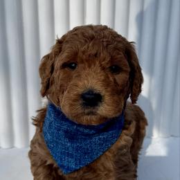 Dark Blue - Red  male Goldendoodle puppy in Lebanon, Pennsylvania from Homespundoodles