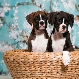 Boxers from Vista Run Boxers