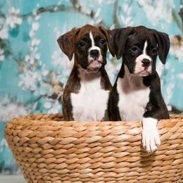 Boxers from Vista Run Boxers